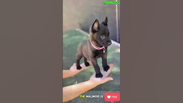 🔥 Training dog belgian malinois #dog #k9 #germanshepherd #dogtraining #malinois