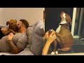 TRY NOT TO LAUGH while watching these Funny Dogs | Fluff Planet