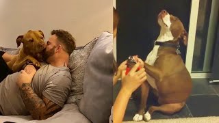 TRY NOT TO LAUGH while watching these Funny Dogs | Fluff Planet