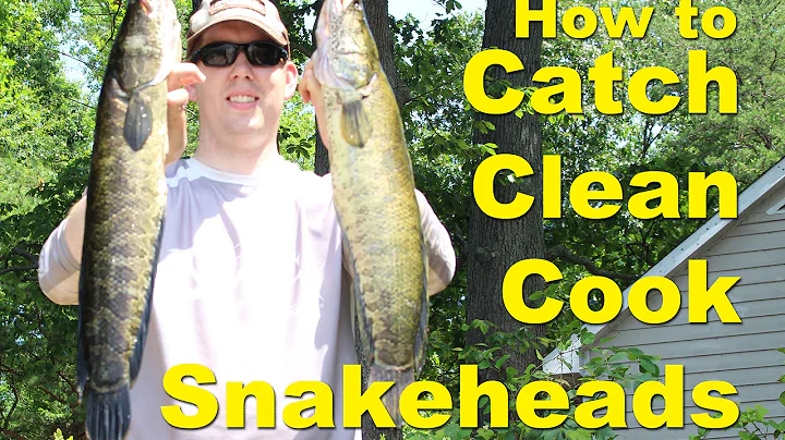 How to catch snakehead fish - How to cook snakehead -  snakehead fishing - DayDayNews