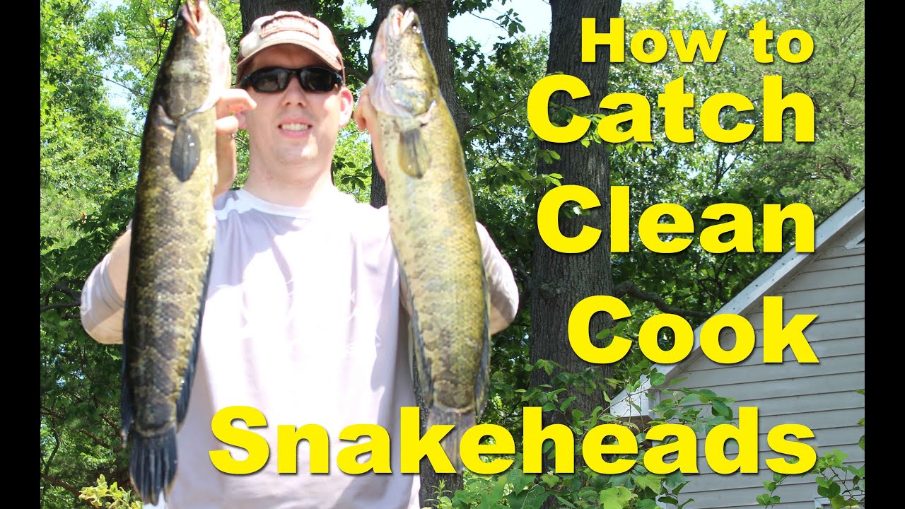 How to catch snakehead fish - How to cook snakehead - snakehead fishing 