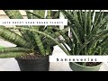Repotting Sandy's Snake Plants - Sanseveria Cylindrica 'Starfish' & Fernwood Mikado