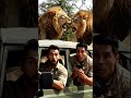 Lion Fight in the Jungle | King of the Wild Roar 🦁🔥