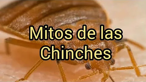 ¿Pueden esconderse las chinches en el pelo?