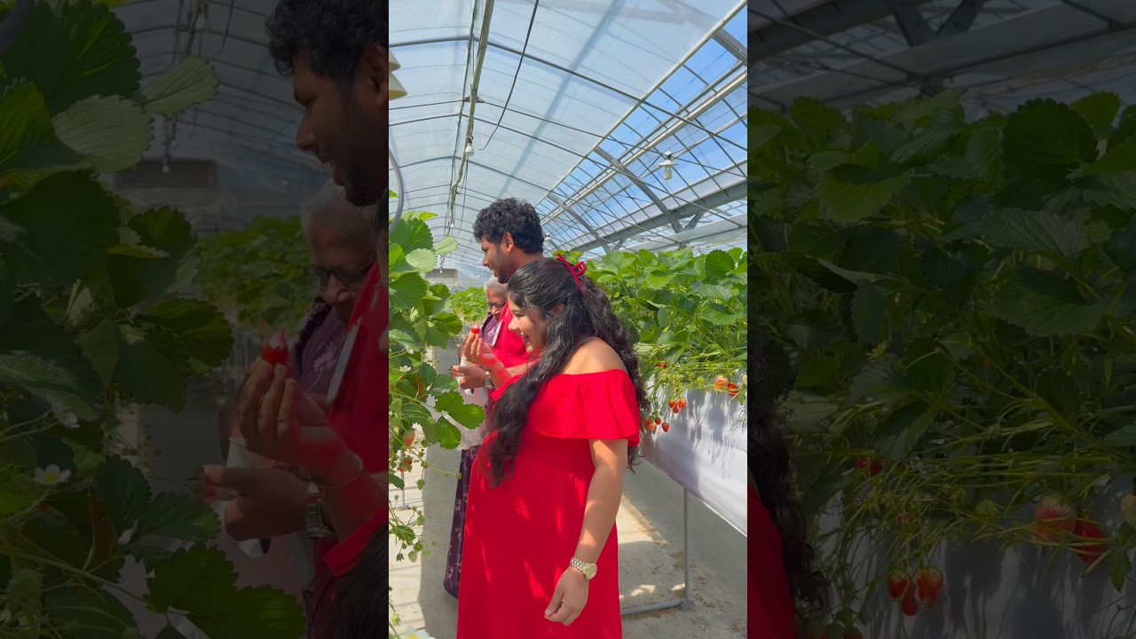 හරිම ලස්සනට හිතේ නිදහ⁣සේ ගෙවෙන දවස්..🍓🥹♥️ #samimoments #viral #shorts #shortvideo #trending #love