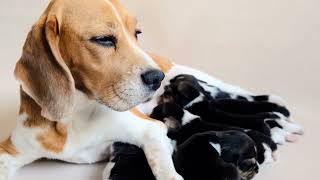 Exploring the Different Color and Pattern Options of Beagles