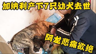 加纳利猛犬刚产下幼崽狗妈就去世，阿龙悲痛欲绝，留下七只可爱的狗崽这该如何是好