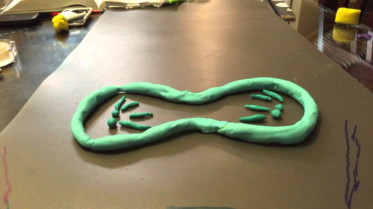 Stop Motion Animation - The Process of Cell Division - YouTube