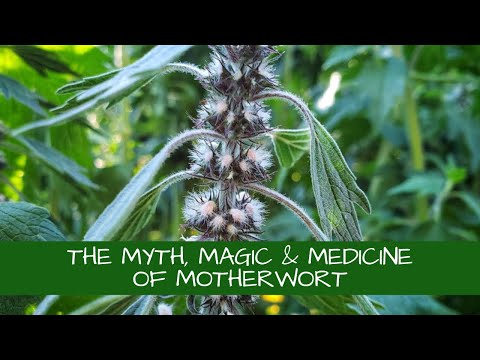 Video: Motherwort-bladed Tano