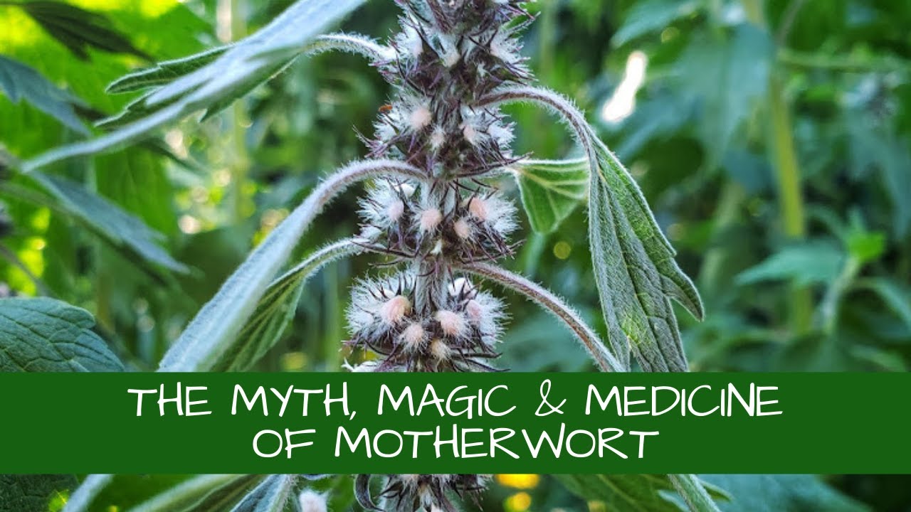 The Myth, Magic and Medicine of Motherwort (Leonurus cardiaca)