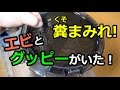 糞まみれの外部フィルターの中にエビとグッピーがいた!