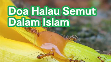 Doa Halau Semut Dalam Islam | Nabi Sulaiman