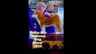 Shiba Inu National Dog Show 2023. Shiba Inu a Global Brand