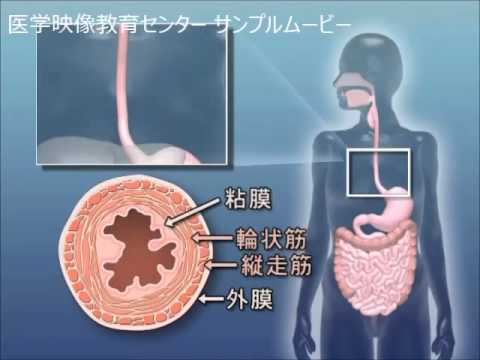 目で見る医学の基礎 第2版　Vol.6 消化器系