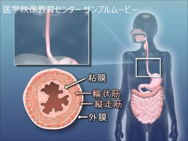 目で見る医学の基礎 第2版 Vol.5 骨格・筋肉系 - YouTube