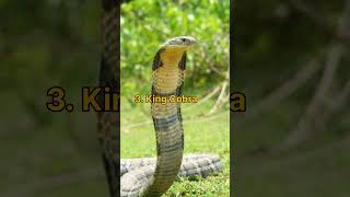 Top 5 Deadliest snake in the world 🤢| #shorts #backertownfactz #snake screenshot 5