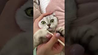 How To Brush Your Cat's Teeth Asmr