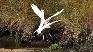 little egrets fighting on Hengistbury Head in Dorset shown in a series of pictures august 2022..