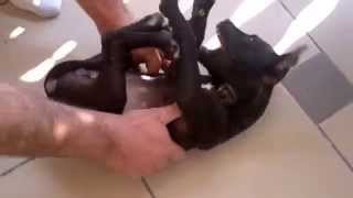 Apbt - Gala 2.5Months