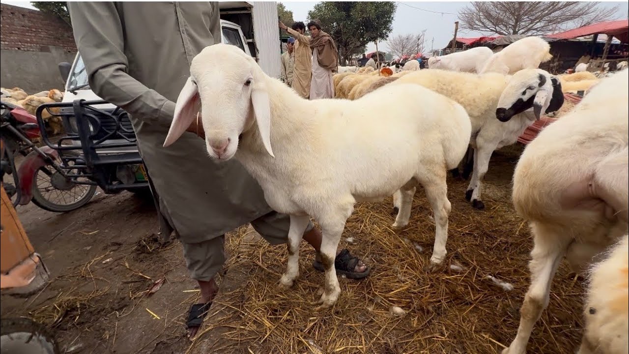 Qurbani 2026 Ka Mall Sindhi Mundre Chaki Dumbe Desi Chatre | Lahori Shauk | Shapur Kanjra Lahore 