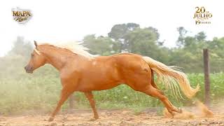 Lote 27B- Lena Tinseltown 