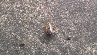 Cicada Serenade