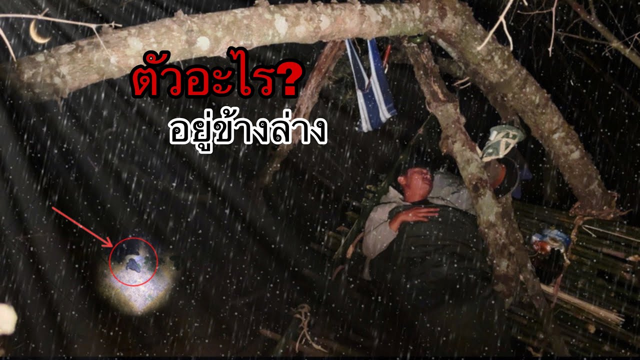 ขัดห้างนอนบนเครือต้น!เถาวัลย์ใหญ่!ตกดึกมีเสียงเดินวนอยู่ใต้ที่พัก!มันคือตัวอะไร??