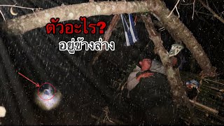 ขัดห้างนอนบนเครือต้น!เถาวัลย์ใหญ่!ตกดึกมีเสียงเดินวนอยู่ใต้ที่พัก!มันคือตัวอะไร??