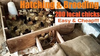 HATCHING & BROODING 200 LOCAL CHICKS  Easy and Cheap way.