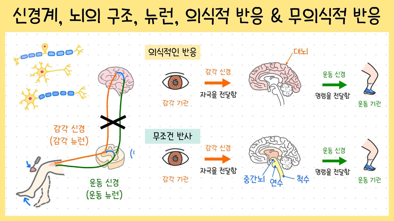 뇌의 뉴런 위치
