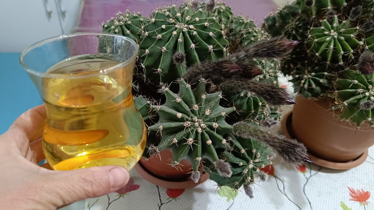 Kaktüsler nasıl çiçek açtırılır ❓ DETAYLAR VİDEODA 👈