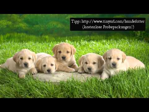 Youtube Hunde Youtube Hunde