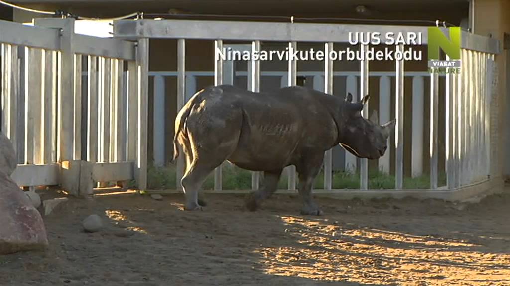 Ninasarvikute orbudekodu