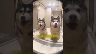 ハスキーたちにわざとドアを開けてあげないいたずらをする飼い主