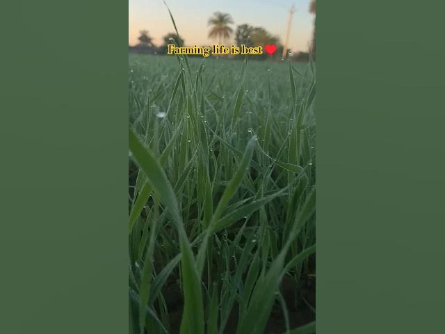 #farming life is best ♥️ #beautiful nature 🌾🌱 #viral hot video