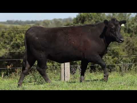 LOTE 4  1198