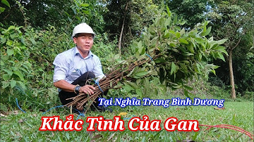 Đây Là Khắc Tinh Của Bệnh Gan Đó Mọi Người Video Chia Sẻ Chặt Hái Cây An Xoa Cho Tặng Khán Giả