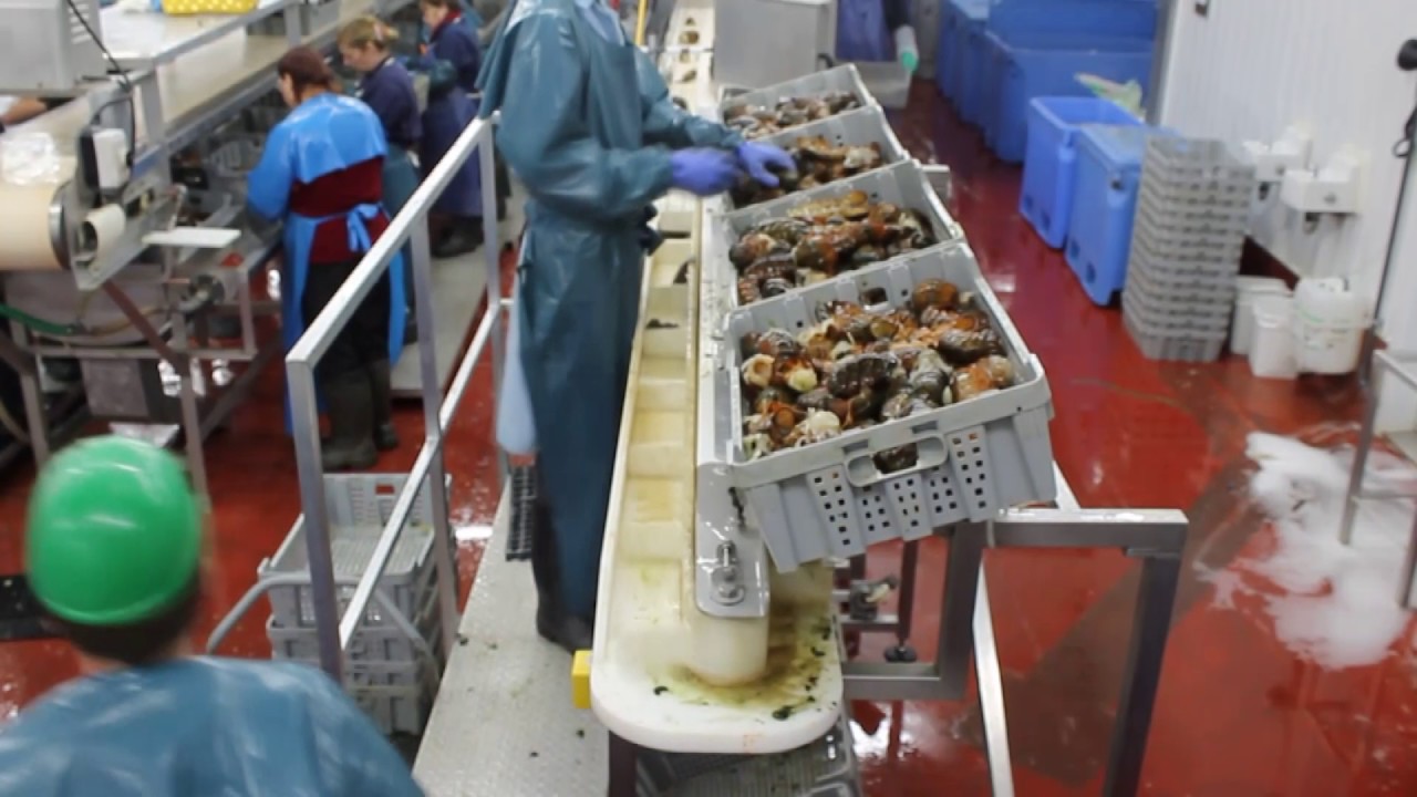 Cube Seafood - Lobster Tail Grader,Sequencer&BufferChutes - YouTube