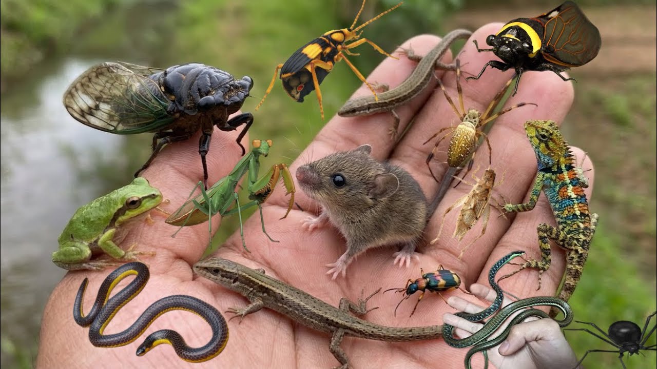 Find the cutest animals falling from the nest