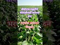 सोयाबीन #farming #organicfarming #farmingtraditions #शेती #agrifuture #agriculture #agritechnology