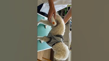 Dexcom G6 sensor for dog