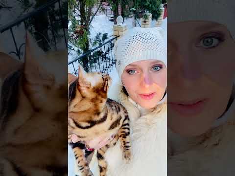 Наш бенгальский кот видит, как птички летают/23.03.26