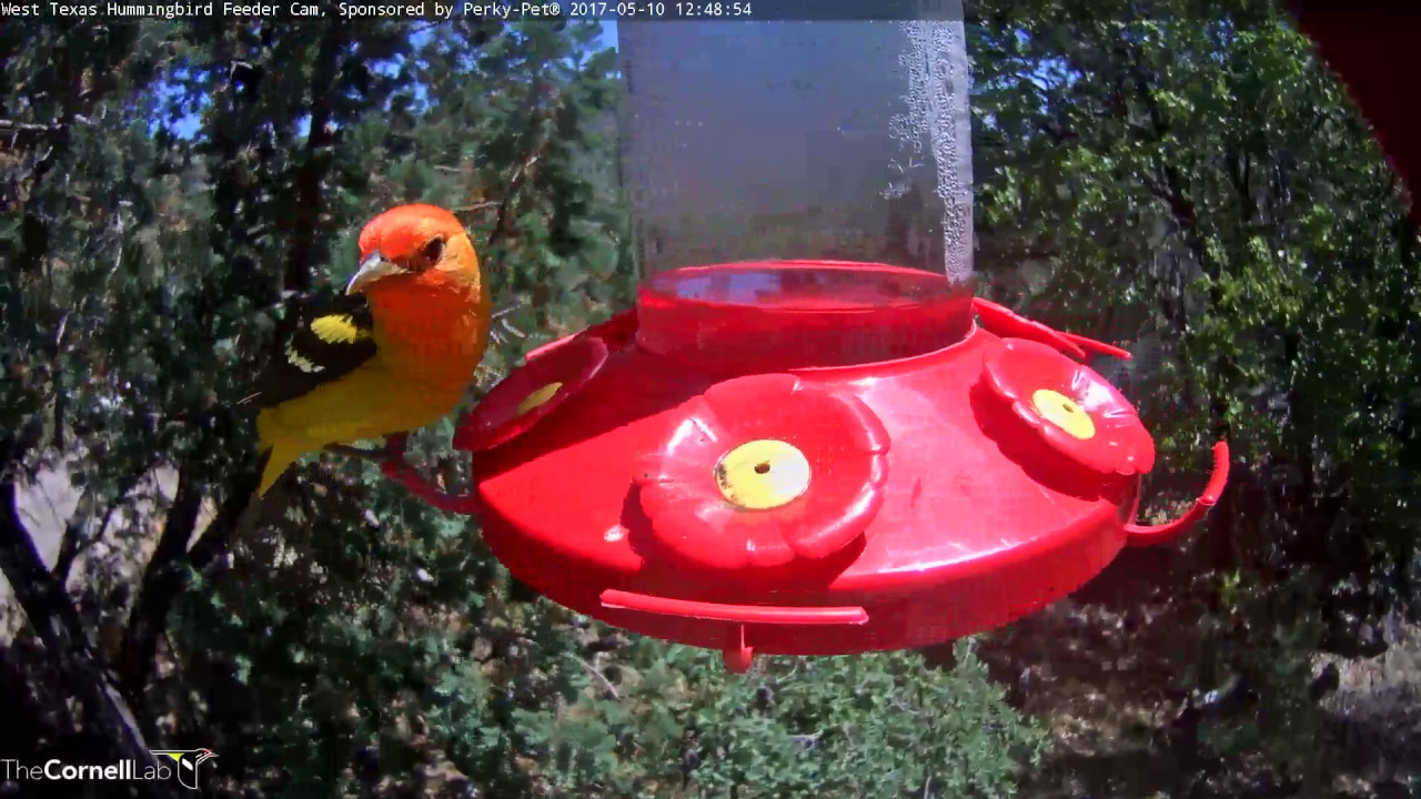 Male Western Tanager Stops In West Texas Birdnote