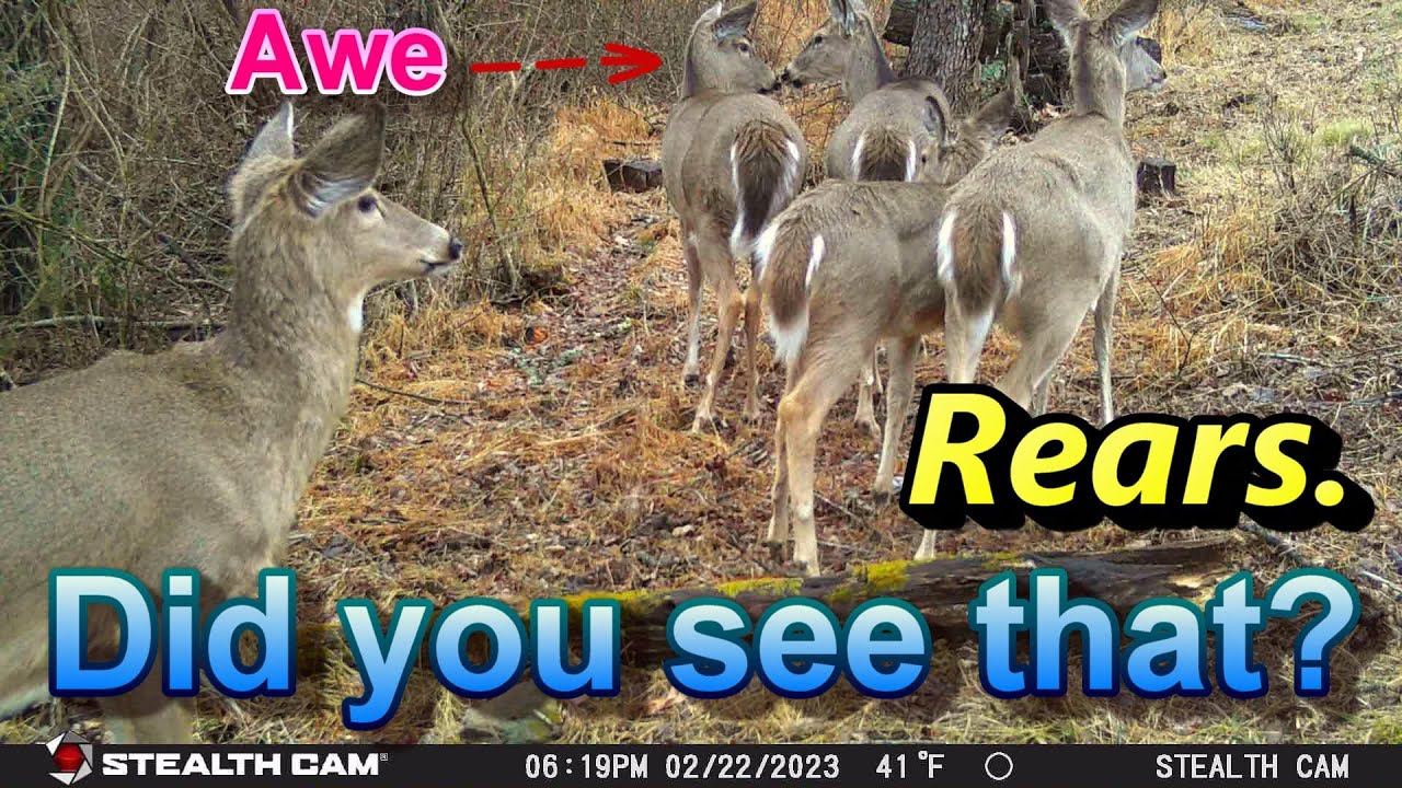 PA Backyard Wildlife Cam February 22 to February 24 2023 Holy Turkey