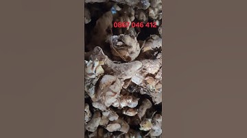 Cung cấp củ ngải sậy vàng 0867 046 412