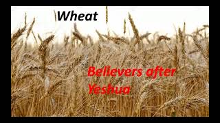 Biblical meaning of Wheat