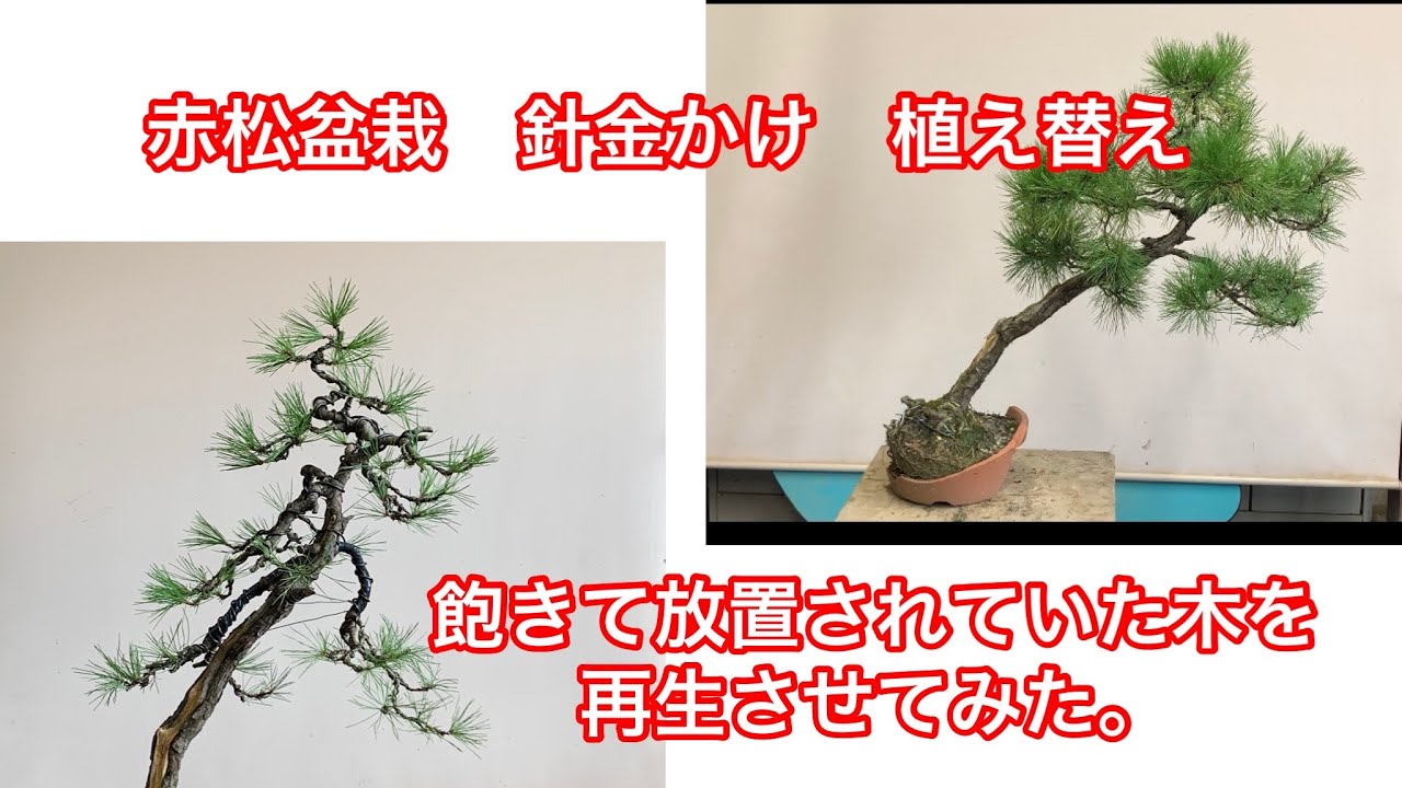 盆栽 作り方 赤松 針金かけ 植え替え 再生 Youtube