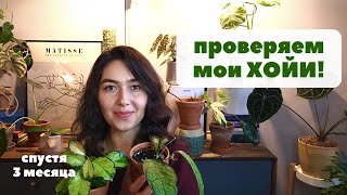 Как изменились мои ХОЙИ спустя 3 месяца / ОБЗОР растений