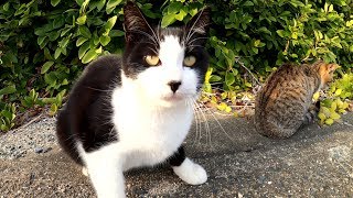 猫島の高台に集合する猫達