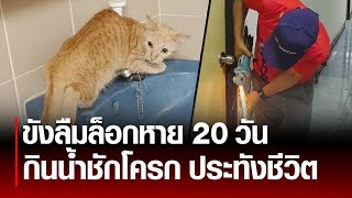 หดหู่ เจ้าของขังล็อกห้องหนีหาย 20 วัน 'แมวส้ม' กินน้ำชักโครก ประทังชีวิต... : Khaosod - ข่าวสด